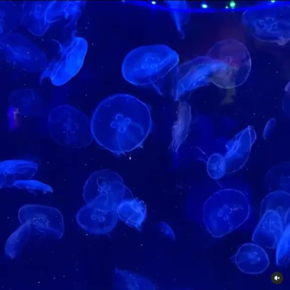 Medusas